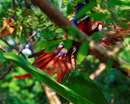 tiskita macaw