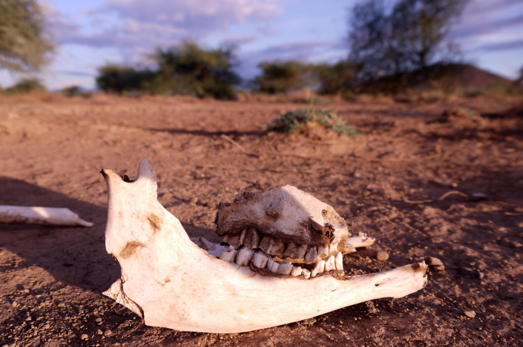 Fund in der Steppe