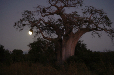 Baobab bei Vollmond- SAFARI Mikumi Tansania
