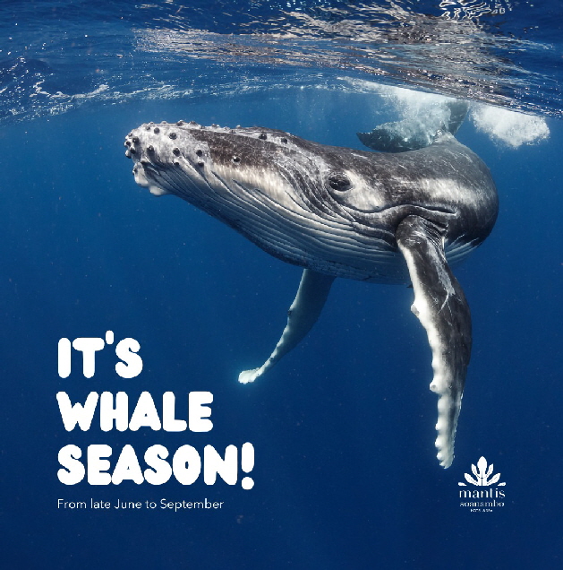 wale-st-marie-Madagaskar wale-st-marie-Madagaskar