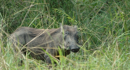 Warzenschwein Mikumi  Tansania