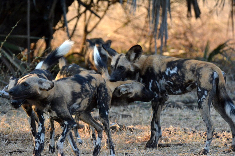 Wildhunde Selous 