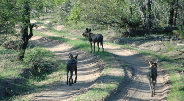 Wildhunde in der Selous