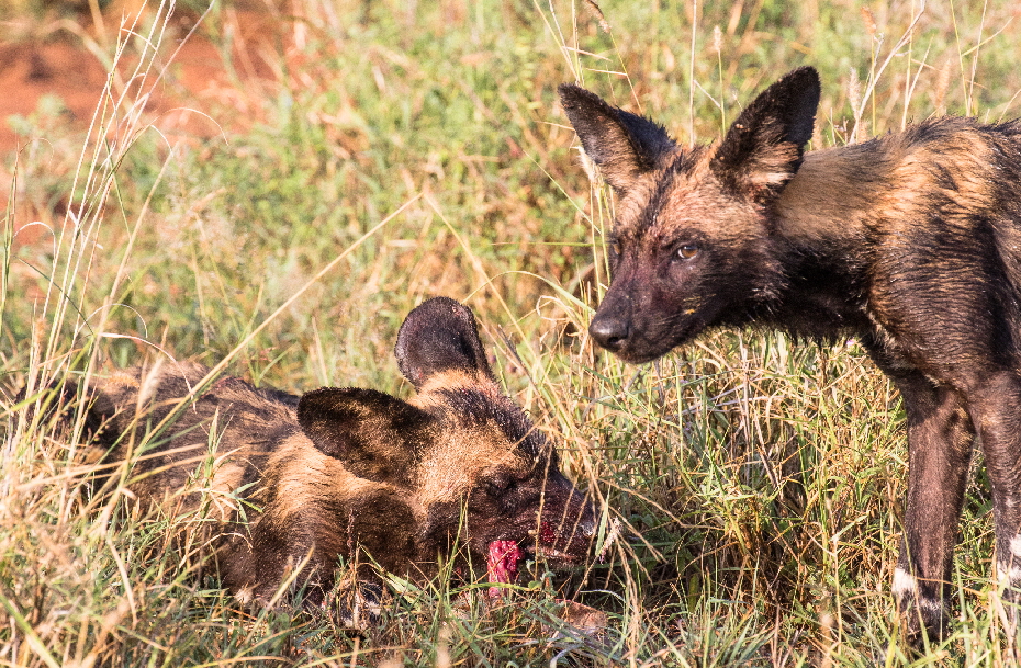 wildhunde-kenia-laikipia