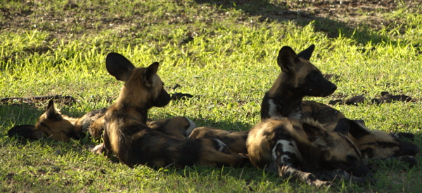 Afrikanische Wildhunde