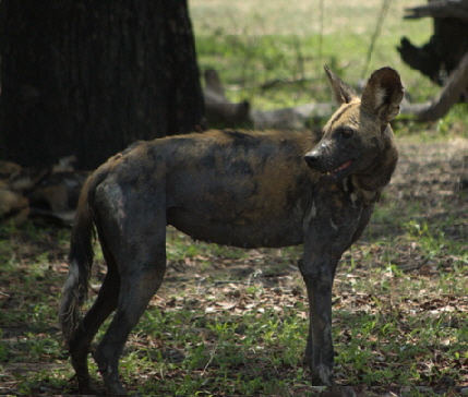 Wildhund Muttertier