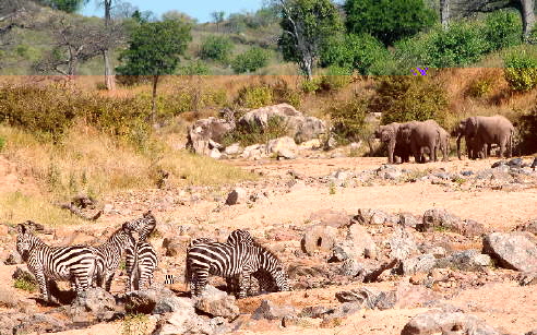 zebras-und-elefanten-Ruaha 